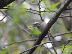 Tephrodornis pondicerianus