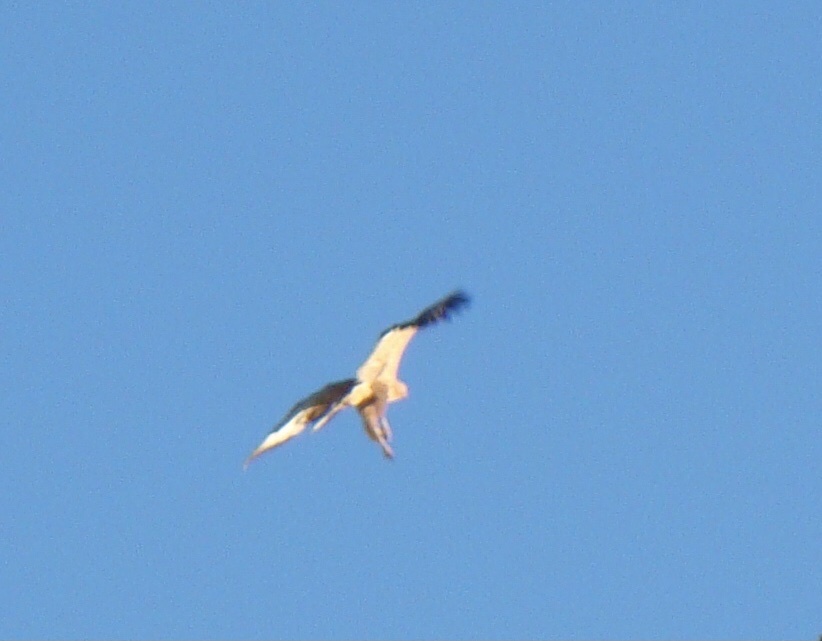 Long-legged Buzzard