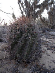 Ferocactus santa-maria