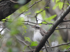 Tephrodornis pondicerianus