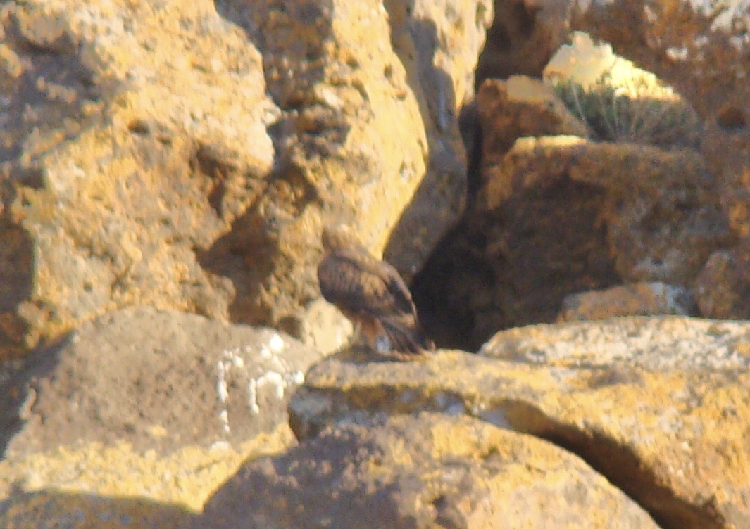 Long-legged Buzzard