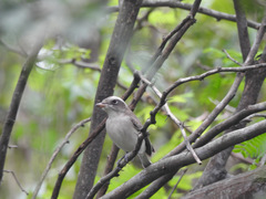 Tephrodornis pondicerianus