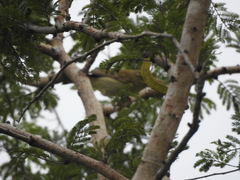 Phylloscopus