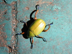 Chrysina macropus