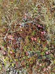 Gaultheria parvula