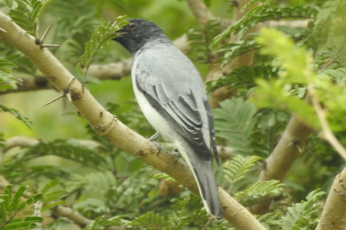 Black-headed Cuckooshrike (Lalage melanoptera), photo 9