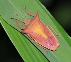 Gonopsis tonkinensis