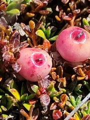 Gaultheria parvula
