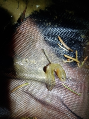 Lissotriton vulgaris