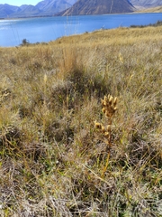 Gentianella corymbifera gracilis
