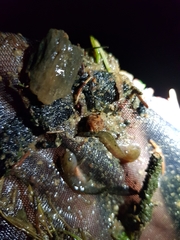 Lissotriton vulgaris