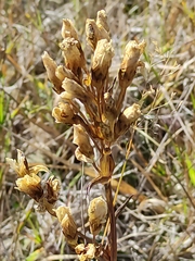 Gentianella corymbifera gracilis
