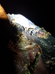 Lissotriton vulgaris