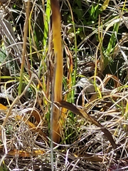 Gentianella corymbifera gracilis