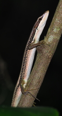 Takydromus kuehnei