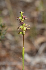 Genoplesium clivicola