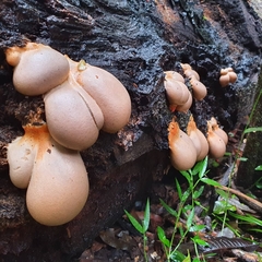 Lycogala flavofuscum