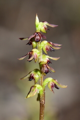 Genoplesium clivicola