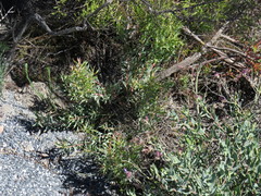 Leucadendron glaberrimum erubescens