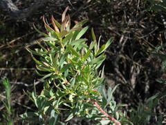 Leucadendron glaberrimum erubescens