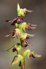 Genoplesium clivicola