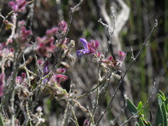 Salvia albicaulis