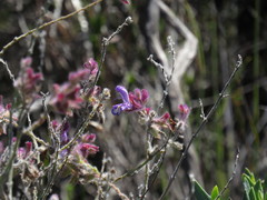 Salvia albicaulis