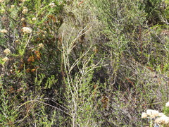 Erica parilis parilis