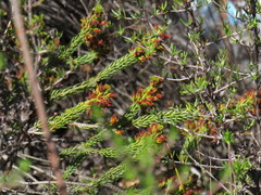 Erica parilis parilis