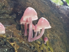 Mycena kuurkacea