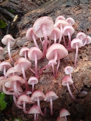 Mycena kuurkacea