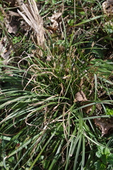 Carex digitata