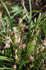 Carex digitata