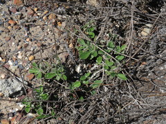 Arctotis bellidifolia