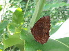 Elymnias hypermnestra beatrice