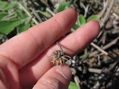 Arctotis bellidifolia