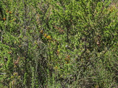 Erica parilis parilis