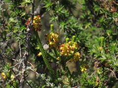Erica parilis parilis