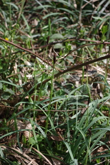Carex pilosa