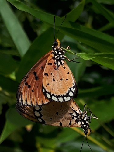 Tawny Coster, photo 4 of 10