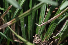Carex pilosa