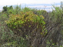 Leucadendron glaberrimum erubescens