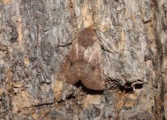 Conistra staudingeri