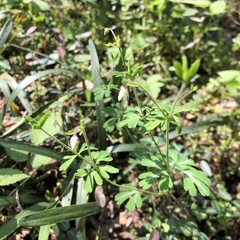 Semiaquilegia adoxoides