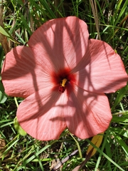 Abelmoschus moschatus tuberosus