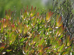 Leucadendron glaberrimum erubescens