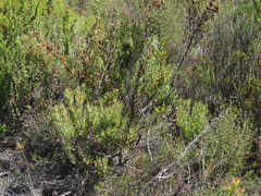 Leucadendron glaberrimum erubescens