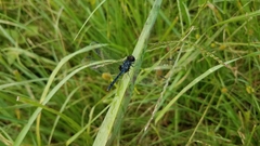 Diplacodes lefebvrii