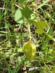 Abelmoschus moschatus tuberosus