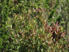 Leucadendron glaberrimum erubescens